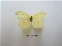 藏品(臺灣鉤粉蝶)的圖片